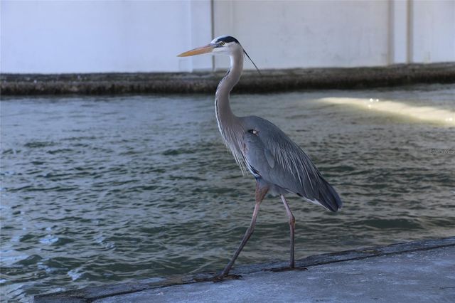 401 150TH AVENUE 223, Madeira Beach, FL 33708