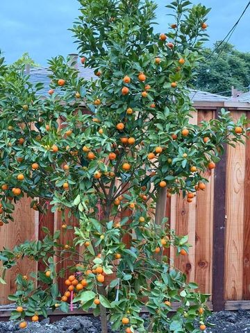 2121 Francis Avenue, Santa Clara, CA 95051