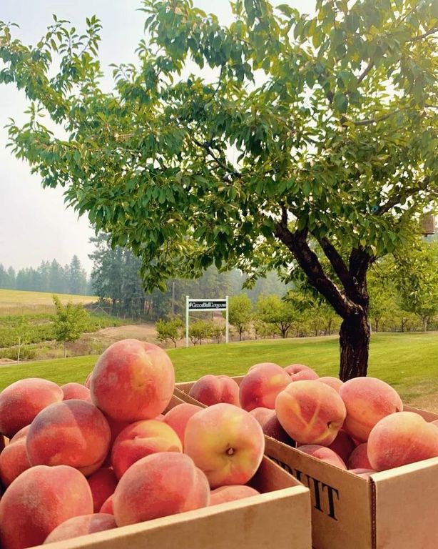 17911 N Day Mount Spokane Rd, Mead, WA 99021 photo 43