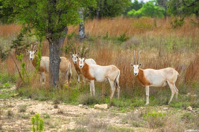 LOT 48 Great Sky Ave, Kerrville, TX 78028