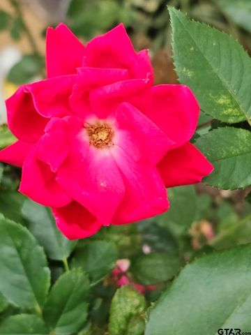 803 Sunny Meadows, Whitehouse, TX 75791