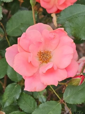 803 Sunny Meadows, Whitehouse, TX 75791