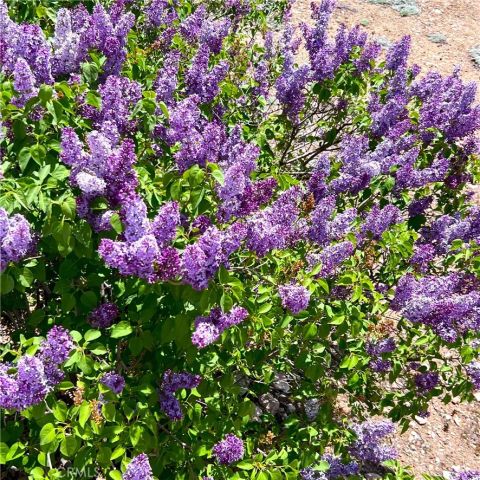 1019 Fawnskin, Fawnskin, CA 92333