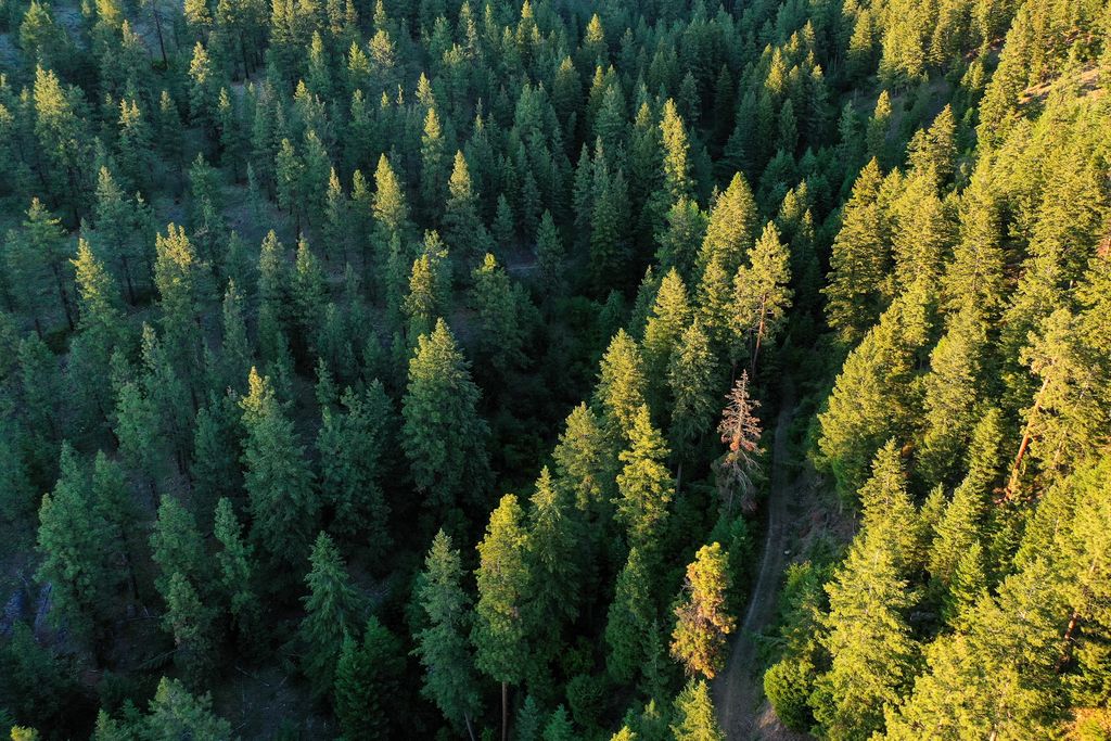 Bitterroot Highlands at Willow Creek - NHN Willow Creek Rd, Corvallis, MT 59828 photo 21