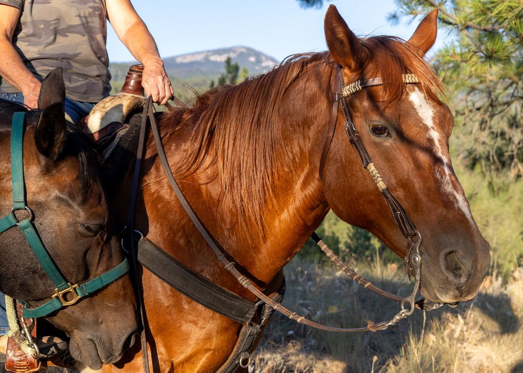 Bitterroot Highlands at Willow Creek - NHN Willow Creek Rd, Corvallis, MT 59828 photo 31