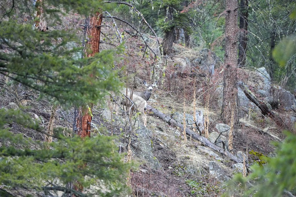 Bitterroot Highlands at Willow Creek - NHN Willow Creek Rd, Corvallis, MT 59828 photo 32