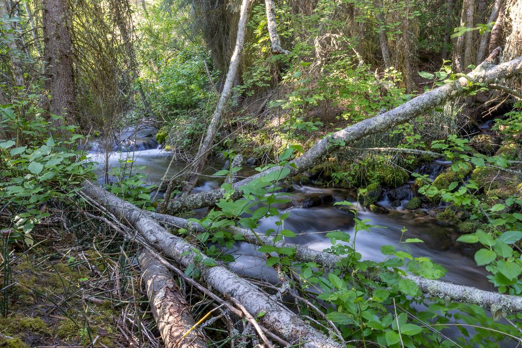 Bitterroot Highlands at Willow Creek - NHN Willow Creek Rd, Corvallis, MT 59828 photo 53