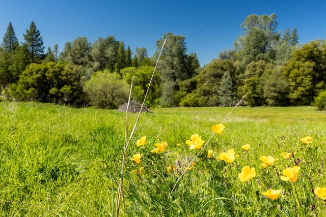 7220 Grizzly Flat Rd, Somerset, CA 95684