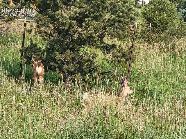 135 Rangely Drive, Colorado Springs, CO 80921