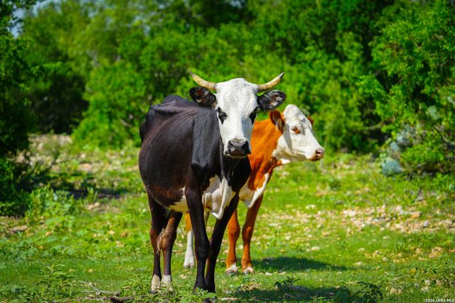 000 Private Road 5754, Castroville, TX 78009