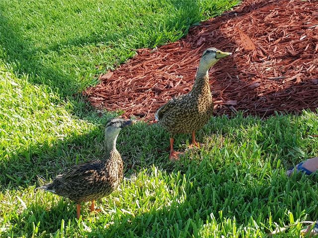 936 LAKE BERKLEY DRIVE, Kissimmee, FL 34746