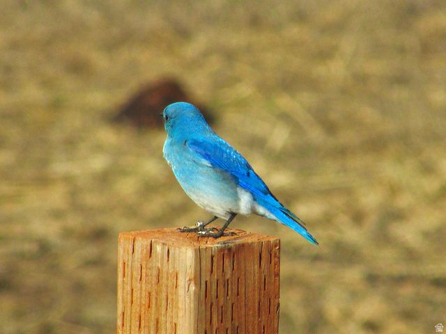 19600 N 8250 E, Mt Pleasant, UT 84647