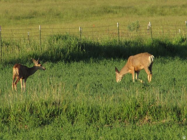 19600 N 8250 E, Mt Pleasant, UT 84647