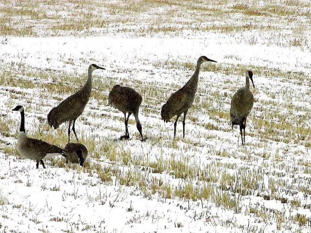 19600 N 8250 E, Mt Pleasant, UT 84647