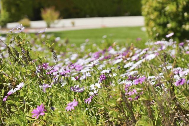 533 Tigerwood Way, San Jose, CA 95111