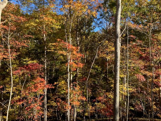 1415 Calhoun Road Ne, Dahlonega, GA 30533