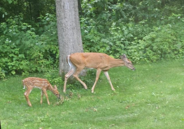 N5851 County Road A, Juneau, WI 53039