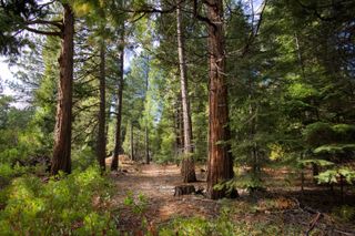 001 Ritts Mill Road, Shingletown, CA 96088