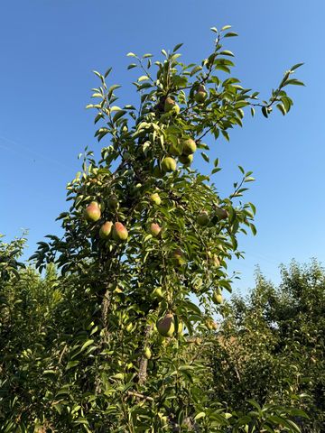 787 W Sutter Island Cross Rd, Courtland, CA 95615