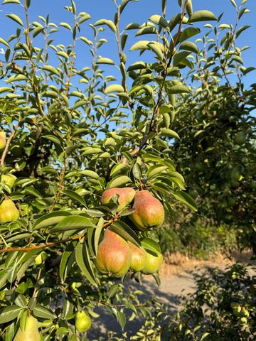 787 W Sutter Island Cross Rd, Courtland, CA 95615