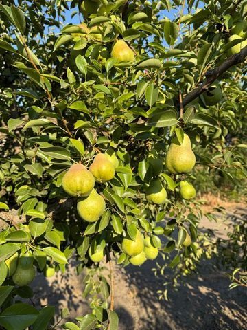 787 W Sutter Island Cross Rd, Courtland, CA 95615