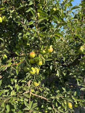 787 W Sutter Island Cross Rd, Courtland, CA 95615