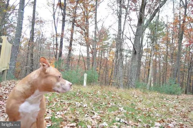 393 TIMBER RUN RD, Mathias, WV 26812