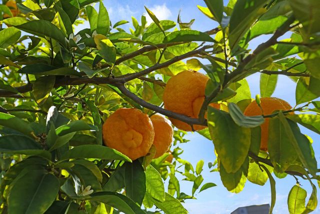 1706 La Jolla Dr, Stockton, CA 95204