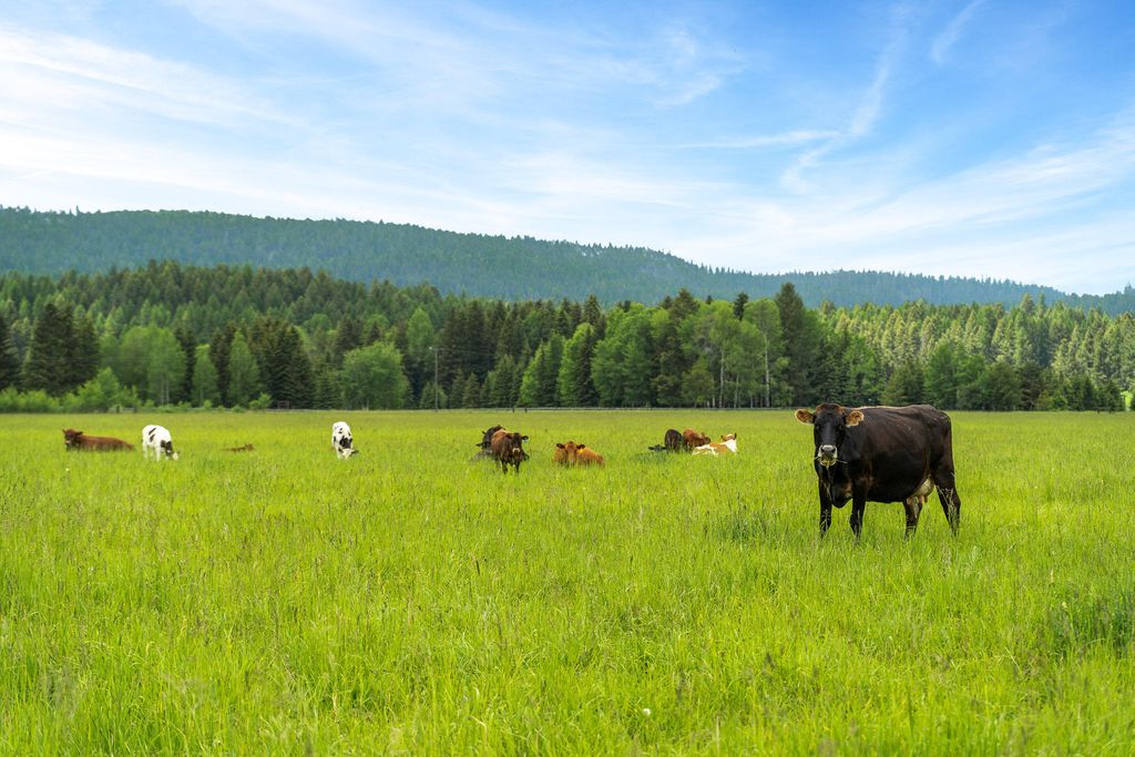 7277 Farm To Market Road, Whitefish, MT 59937 photo 31