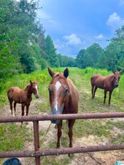 12980 COUNTY ROAD 15, Wedowee, AL 36278