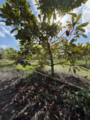 16455 SW 207, Homestead, FL 33187