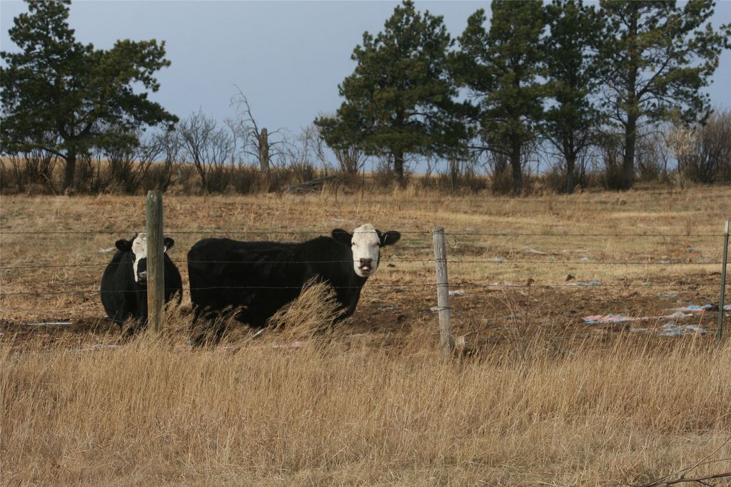 981 Cora Creek Road, Raynesford, MT 59469 photo 3