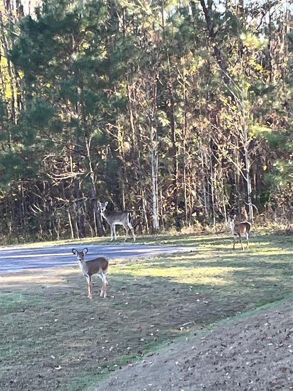 Image 2 of property listing at TBD NW 148 LANE, Williston, FL 32696