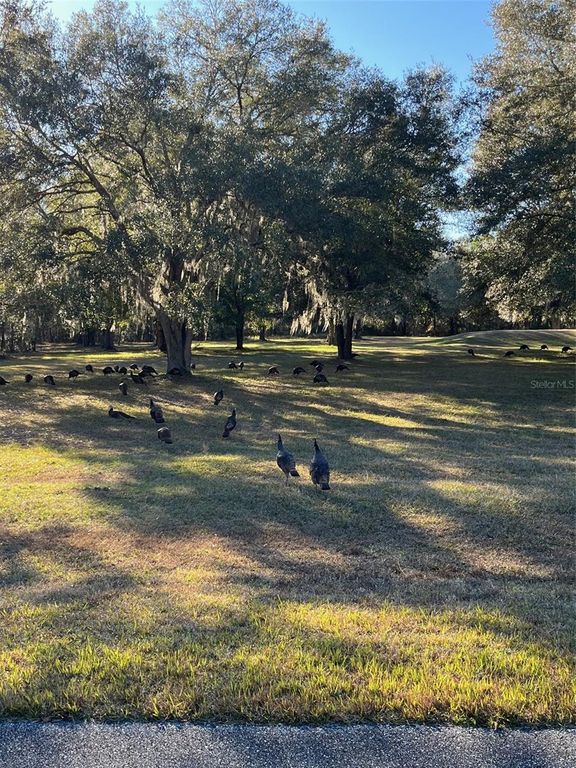 Image 4 of property listing at TBD NW 148 LANE, Williston, FL 32696