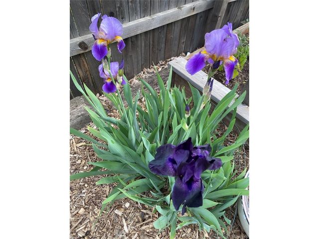 6202 W 93rd Ave, Westminster, CO 80031