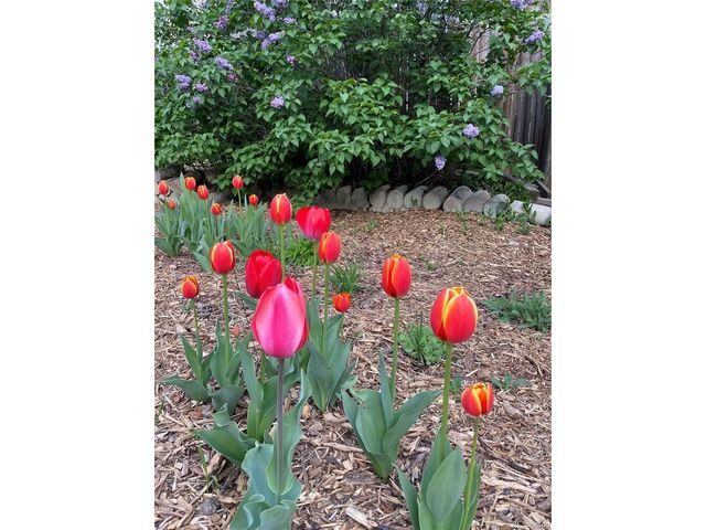 6202 W 93rd Ave, Westminster, CO 80031