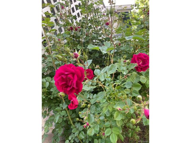 6202 W 93rd Ave, Westminster, CO 80031