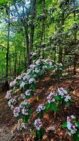 LOT 4 Gold Ridge Trail, Cherry Log, GA 30522