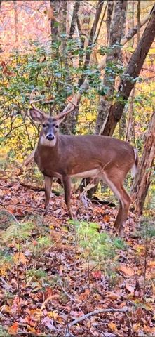 LOT 4 Gold Ridge Trail, Cherry Log, GA 30522