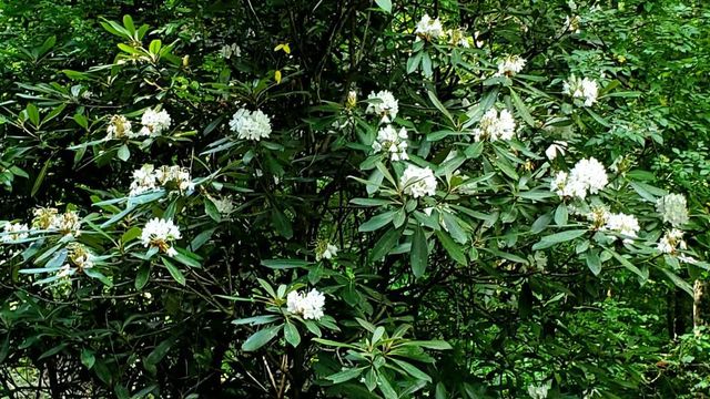 LOT 4 Gold Ridge Trail, Cherry Log, GA 30522