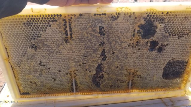 242 County Road N5427 Road, St Johns, AZ 85936