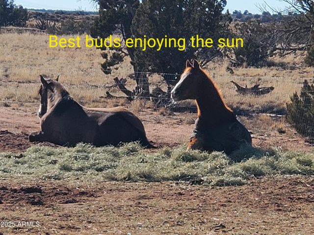 242 County Road N5427 Road, St Johns, AZ 85936