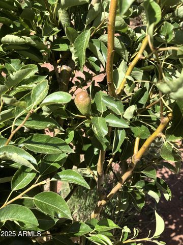 242 County Road N5427 Road, St Johns, AZ 85936