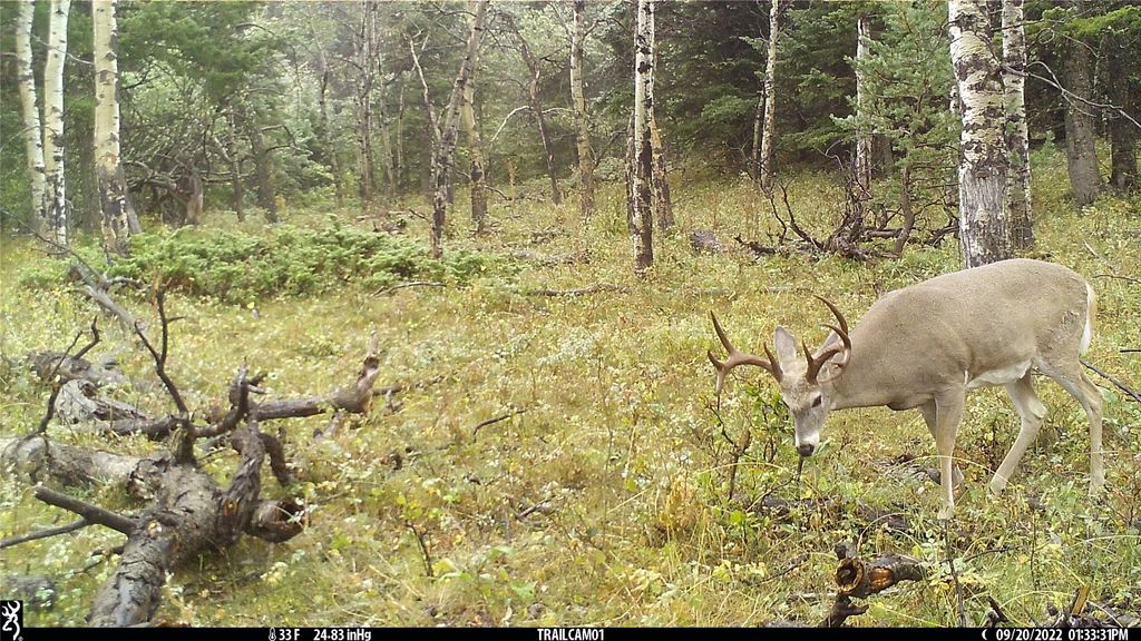 19 September Drive, Clancy, MT 59634 photo 77