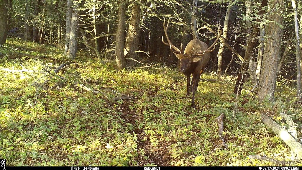 19 September Drive, Clancy, MT 59634 photo 83