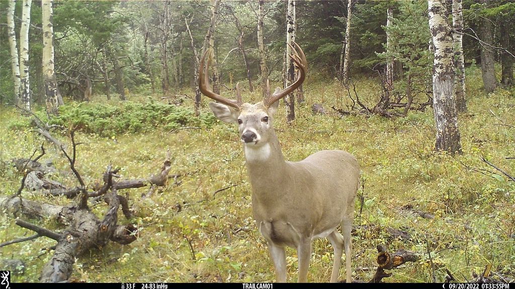 19 September Drive, Clancy, MT 59634 photo 86