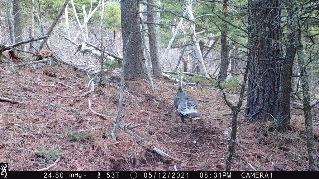 19 September Drive, Clancy, MT 59634 photo 87