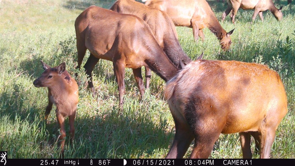 19 September Drive, Clancy, MT 59634 photo 88