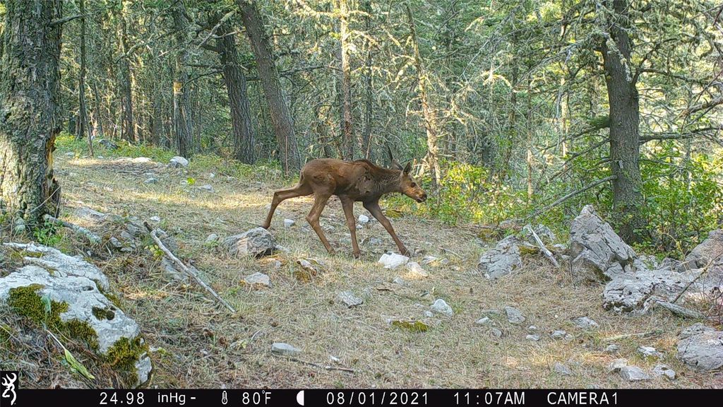 19 September Drive, Clancy, MT 59634 photo 91