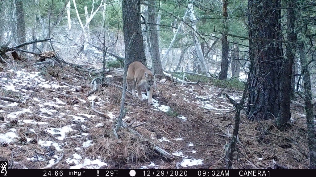 19 September Drive, Clancy, MT 59634 photo 93